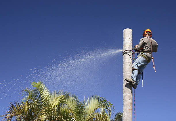 Professional Tree Removal Services in Bradford, RI